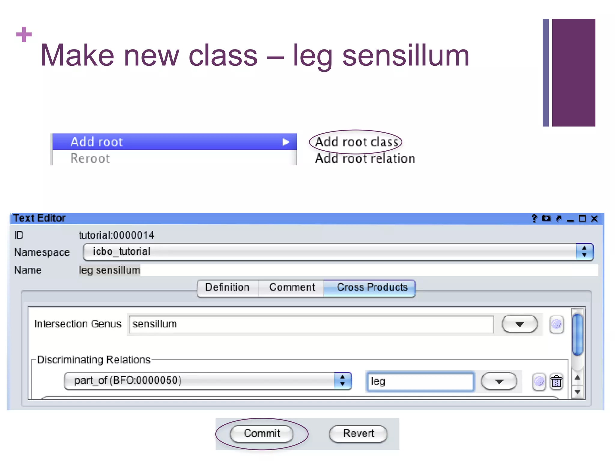 +
    Make new class – leg sensillum
 