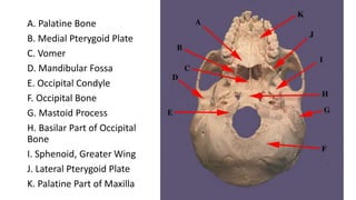 Tutorials skull.pptx