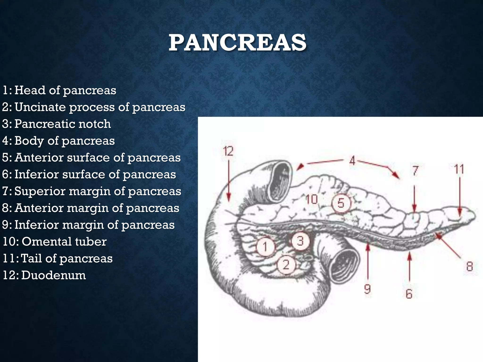 PANCREAS
1: Head of pancreas
2: Uncinate process of pancreas
3: Pancreatic notch
4: Body of pancreas
5: Anterior surface of pancreas
6: Inferior surface of pancreas
7: Superior margin of pancreas
8: Anterior margin of pancreas
9: Inferior margin of pancreas
10: Omental tuber
11:Tail of pancreas
12: Duodenum
 