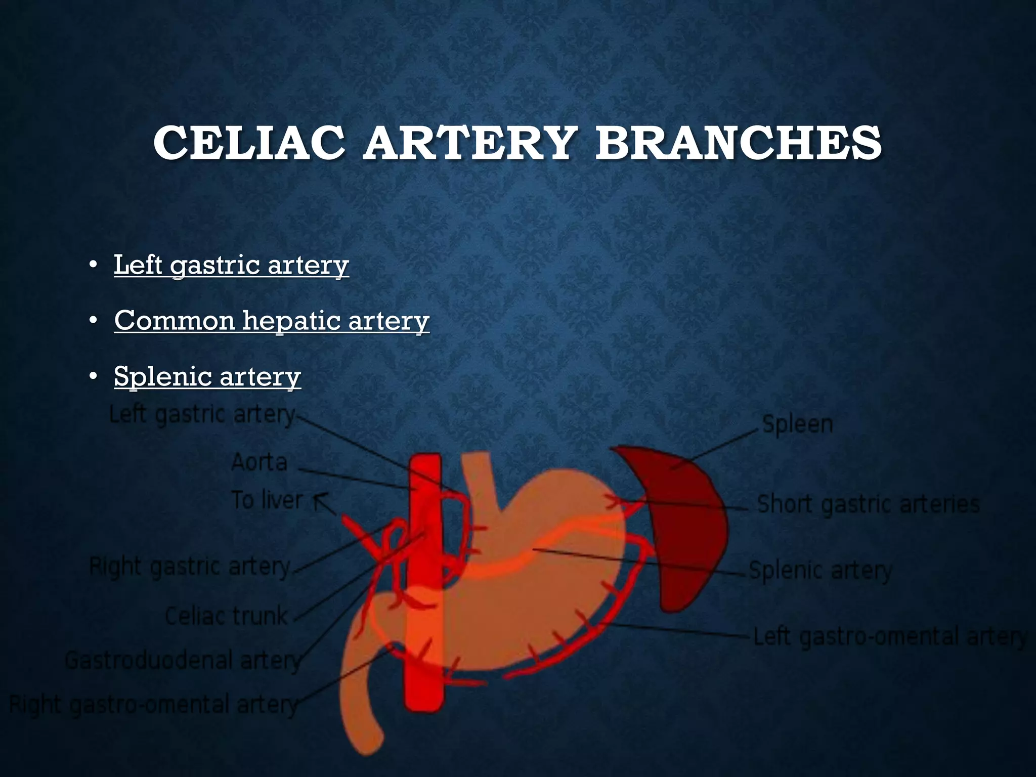 CELIAC ARTERY BRANCHES
• Left gastric artery
• Common hepatic artery
• Splenic artery
 