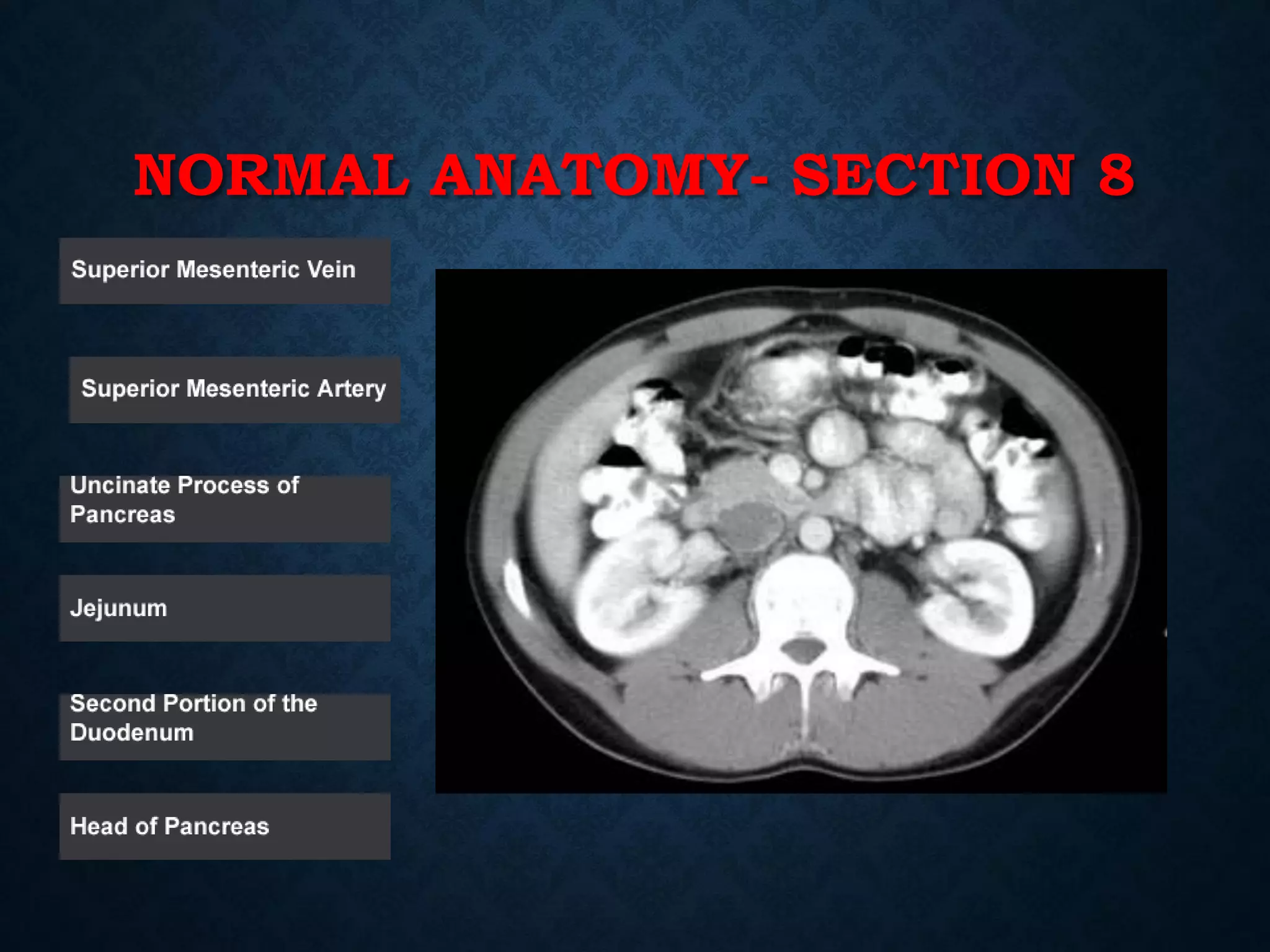 NORMAL ANATOMY- SECTION 8
 