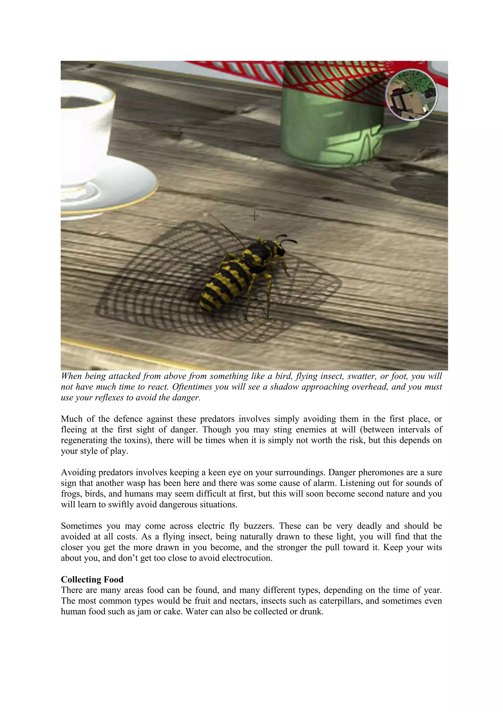 When being attacked from above from something like a bird, flying insect, swatter, or foot, you will
not have much time to react. Oftentimes you will see a shadow approaching overhead, and you must
use your reflexes to avoid the danger.
Much of the defence against these predators involves simply avoiding them in the first place, or
fleeing at the first sight of danger. Though you may sting enemies at will (between intervals of
regenerating the toxins), there will be times when it is simply not worth the risk, but this depends on
your style of play.
Avoiding predators involves keeping a keen eye on your surroundings. Danger pheromones are a sure
sign that another wasp has been here and there was some cause of alarm. Listening out for sounds of
frogs, birds, and humans may seem difficult at first, but this will soon become second nature and you
will learn to swiftly avoid dangerous situations.
Sometimes you may come across electric fly buzzers. These can be very deadly and should be
avoided at all costs. As a flying insect, being naturally drawn to these light, you will find that the
closer you get the more drawn in you become, and the stronger the pull toward it. Keep your wits
about you, and don’t get too close to avoid electrocution.
Collecting Food
There are many areas food can be found, and many different types, depending on the time of year.
The most common types would be fruit and nectars, insects such as caterpillars, and sometimes even
human food such as jam or cake. Water can also be collected or drunk.
 