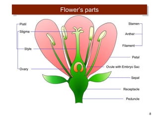 8
Flower’s parts
 