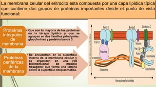 Tutoria tejido sanguineo 12345 | PPTX