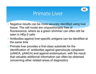 48
                    Primate Liver
 Negative results can be more securely identified using liver
  tissue. The cell nuclei are unquestionably free of
  fluorescence, where as a green shimmer can often still be
  seen in HEp-2 cells
 Antibodies against liver-specific antigens can be identified at
  the same time
 Primate liver provides a first-class substrate for the
  identification of antibodies against granulocyte cytoplasm
  (cANCA, pANCA) and against endomyslum, with the result
  that valuable additional information can often be obtained
  concerning other related areas of diagnostics
 