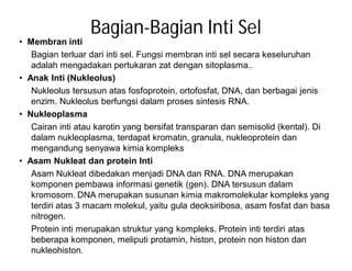 Bagian-Bagian Inti Sel
• Membran inti
   Bagian terluar dari inti sel. Fungsi membran inti sel secara keseluruhan
   adalah mengadakan pertukaran zat dengan sitoplasma..
• Anak Inti (Nukleolus)
   Nukleolus tersusun atas fosfoprotein, ortofosfat, DNA, dan berbagai jenis
   enzim. Nukleolus berfungsi dalam proses sintesis RNA.
• Nukleoplasma
   Cairan inti atau karotin yang bersifat transparan dan semisolid (kental). Di
   dalam nukleoplasma, terdapat kromatin, granula, nukleoprotein dan
   mengandung senyawa kimia kompleks
• Asam Nukleat dan protein Inti
   Asam Nukleat dibedakan menjadi DNA dan RNA. DNA merupakan
   komponen pembawa informasi genetik (gen). DNA tersusun dalam
   kromosom. DNA merupakan susunan kimia makromolekular kompleks yang
   terdiri atas 3 macam molekul, yaitu gula deoksiribosa, asam fosfat dan basa
   nitrogen.
   Protein inti merupakan struktur yang kompleks. Protein inti terdiri atas
   beberapa komponen, meliputi protamin, histon, protein non histon dan
   nukleohiston.
 