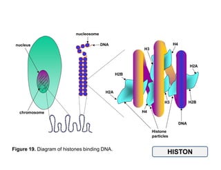Figure 19. Diagram of histones binding DNA.
                                              HISTON
 