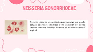 N. gonorrhoeae es un cocobacilo gramnegativo que invade
células epiteliales cilíndricas y de transición del cuello
uterino, mientras que deja indemne el epitelio escamoso
vaginal
NEISSERIAGONORRHOEAE
NEISSERIAGONORRHOEAE
 