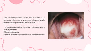 Este microorganismos suele ser asociado a no
presentar síntomas, al presentar infección origina
una secreción purulenta o endocervical.
El tejidoendocervical, de estar infectado por lo
común presenta:
Edema e hiperemia
también puede surgir uretritis y es notable la disuria
.
 