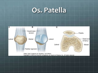 Os. Patella
 
