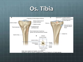 Os. Tibia
 