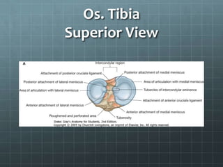 Os. Tibia
Superior View
 
