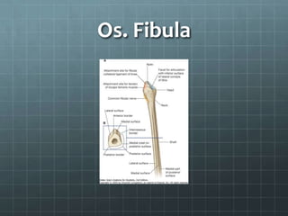 Os. Fibula
 