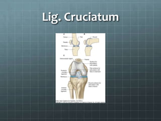 Lig. Cruciatum
 