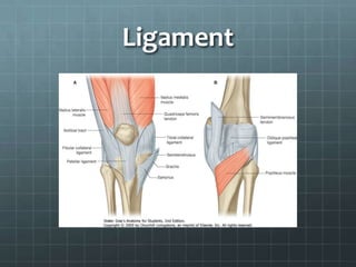 Ligament
 