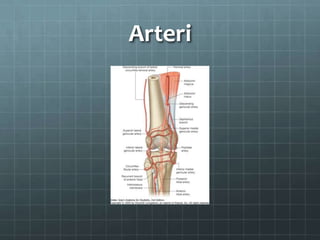 Arteri
 