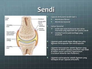 Sendi
   Capsula Articularis terdiri dari 2
        Membrana Fibrosa
        Membrana Synovial

   Cairan Synovial
       terdiri dari asam hyaluronat dan cairan
        intersisial yang diperoleh dari plasma darah
       memberi nutrisi pada kartilago yang
        avaskular


   Ligamen pada sendi dapat dibagi dua yaitu
   ligamen intracapsular dan extracapsular.

   Ligamen intracapsular adalah ligamen yang
   terdapat di dalam capsula articularis tapi tidak
   di dalam cavum synovial (Ligamentum
   Cruciatum Anterior dan Posterior).

   Ligamen extracapsular adalah ligamen yang
   terdapat di luar capsula articularis.
 
