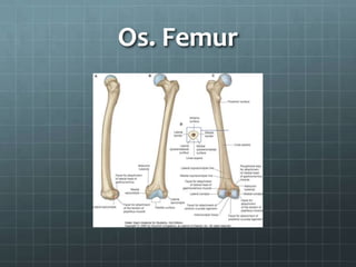Os. Femur
 