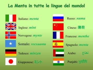 Giapponese: ミント
Somalo: reexaanta
Italiano: menta
Inglese: mint
Francese: menthe
Spagnolo: menta
Tedesco: minzen
Russo: мя...
