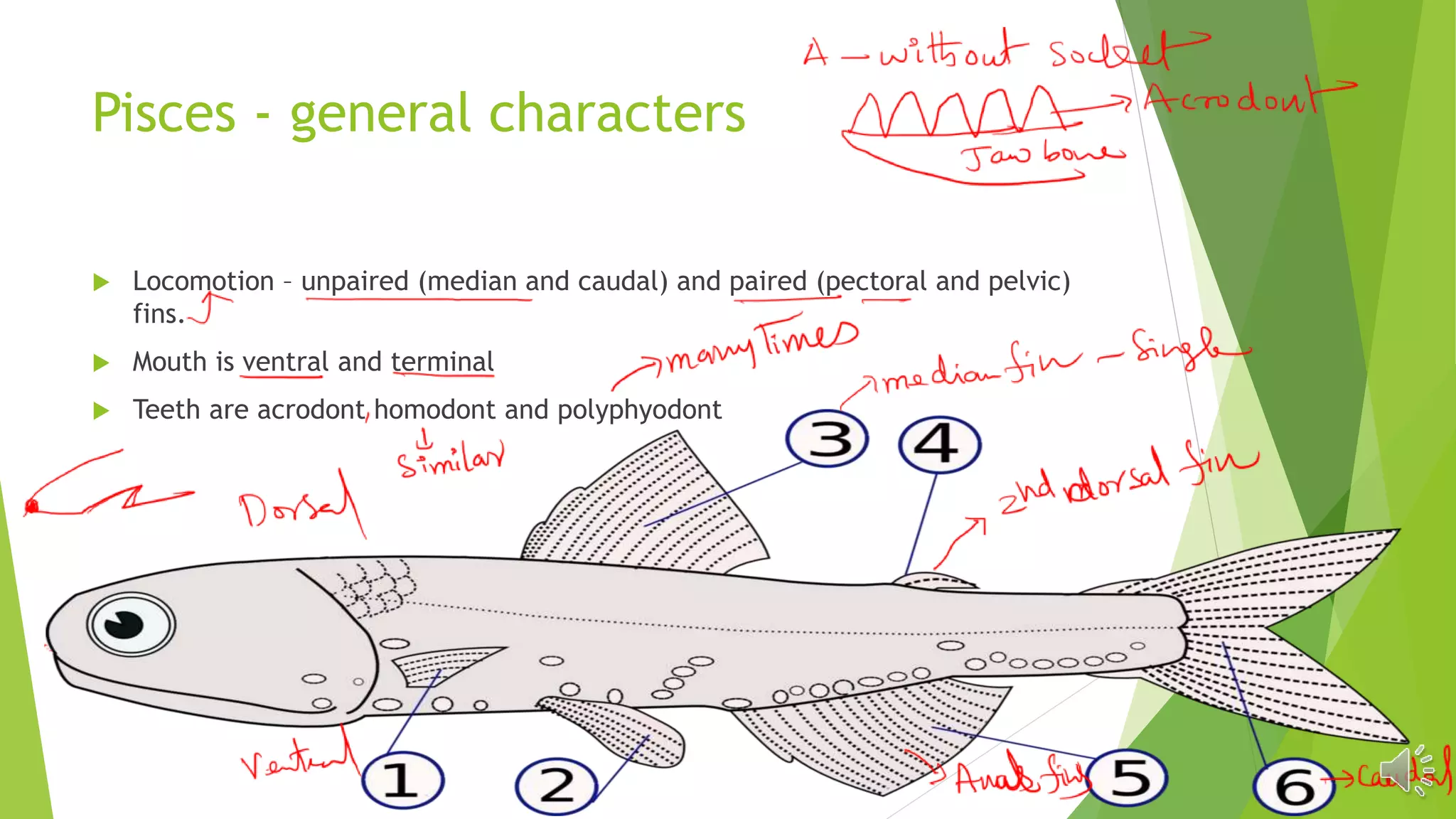 Fish(PISCES) general characters | PPTX
