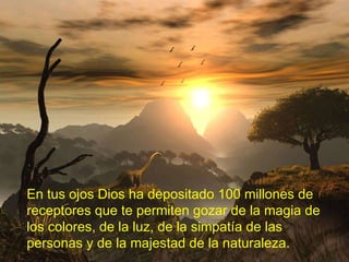 En tus ojos Dios ha depositado 100 millones de receptores que te permiten gozar de la magia de los colores, de la luz, de la simpatía de las personas y de la majestad de la naturaleza. 