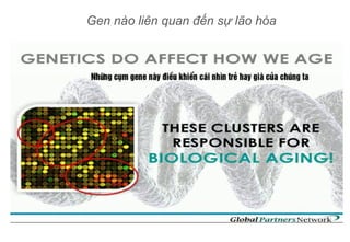 Gen nào liên quan đến sự lão hóa
 