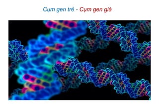Cụm gen trẻ - Cụm gen già
 