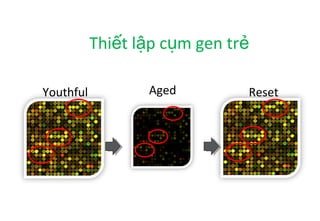 Thiết lập cụm gen trẻ

Youthful          Aged         Reset
 