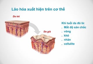 Lão hóa xuất hiện trên cơ thể
Da trẻ

                           Khi tuổi da đó là:
                           . Mất độ săn chắc
                 Da già    . võng
                           . khô
                           . nhăn
                           . cellulite
 