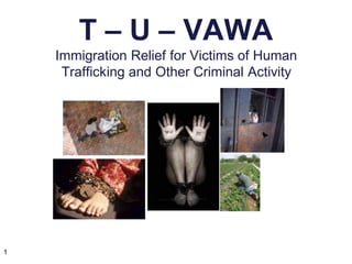 T – U – VAWA
Immigration Relief for Victims of Human
Trafficking and Other Criminal Activity
1
 