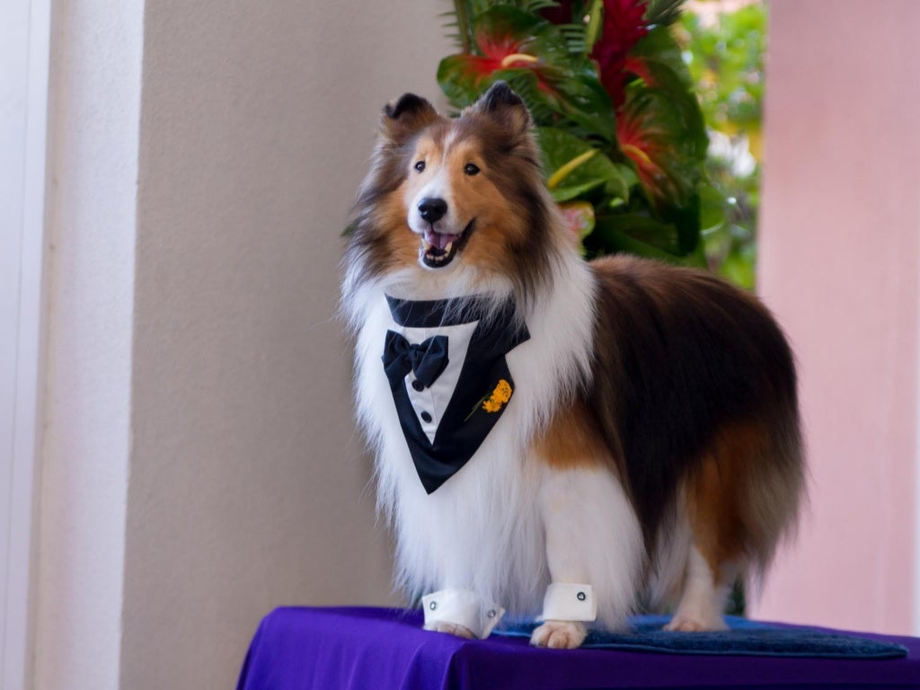 Tuxes Tails 2016