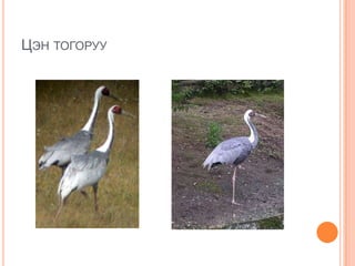 Цэн тогоруу