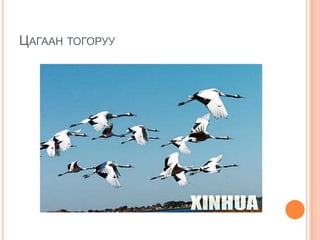 Цагаан тогоруу