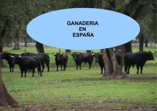 GANADERIA
   EN
 ESPAÑA
 