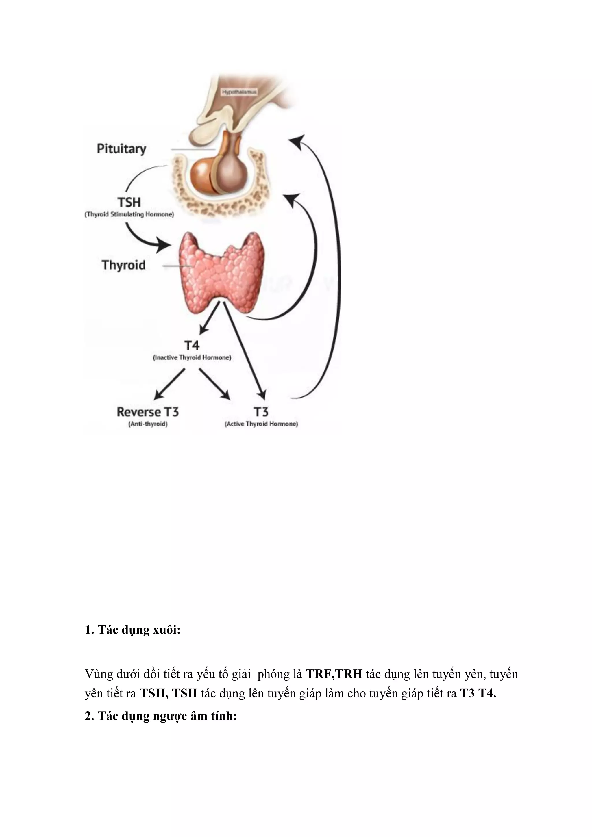 1. Tác dụng xuôi:
Vùng dưới đồi tiết ra yếu tố giải phóng là TRF,TRH tác dụng lên tuyến yên, tuyến
yên tiết ra TSH, TSH tác dụng lên tuyến giáp làm cho tuyến giáp tiết ra T3 T4.
2. Tác dụng ngược âm tính:
 