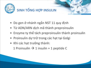 • Do gen ở nhánh ngắn NST 11 quy định
• Từ ADN/ARN dịch mã thành preproinsulin
• Enzyme ty thể tách preproinsulin thành proinsulin
• Proinsulin dự trữ trong các hạt tại Golgi
• Khi các hạt trưởng thành:
1 Proinsulin  1 insulin + 1 peptide C
SINH TỔNG HỢP INSULIN
 