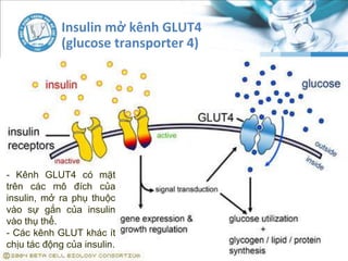 Insulin mở kênh GLUT4
(glucose transporter 4)
- Kênh GLUT4 có mặt
trên các mô đích của
insulin, mở ra phụ thuộc
vào sự gắn của insulin
vào thụ thể.
- Các kênh GLUT khác ít
chịu tác động của insulin.
 