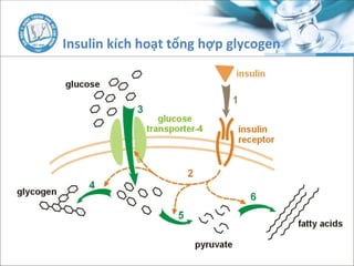 Insulin kích hoạt tổng hợp glycogen
 