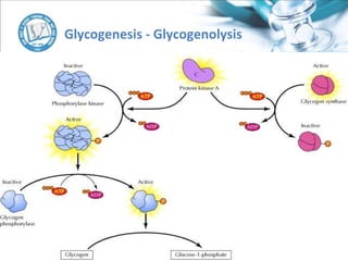 Glycogenesis - Glycogenolysis
 
