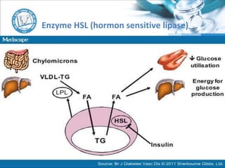 Enzyme HSL (hormon sensitive lipase)
 
