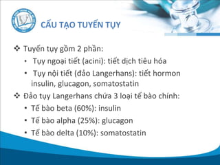 CẤU TẠO TUYẾN TỤY
 Tuyến tụy gồm 2 phần:
• Tụy ngoại tiết (acini): tiết dịch tiêu hóa
• Tụy nội tiết (đảo Langerhans): tiết hormon
insulin, glucagon, somatostatin
 Đảo tụy Langerhans chứa 3 loại tế bào chính:
• Tế bào beta (60%): insulin
• Tế bào alpha (25%): glucagon
• Tế bào delta (10%): somatostatin
 