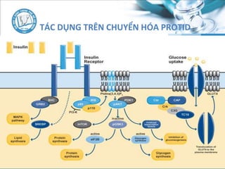 TÁC DỤNG TRÊN CHUYỂN HÓA PROTID
 