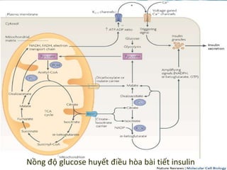 Nồng độ glucose huyết điều hòa bài tiết insulin
 