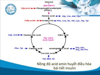 Nồng độ acid amin huyết điều hòa
bài tiết insulin
 
