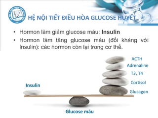 HỆ NỘI TIẾT ĐIỀU HÒA GLUCOSE HUYẾT
• Hormon làm giảm glucose máu: Insulin
• Hormon làm tăng glucose máu (đối kháng với
Insulin): các hormon còn lại trong cơ thể.
Insulin
Glucose máu
Glucagon
Cortisol
T3, T4
Adrenaline
ACTH
 
