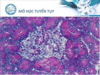 MÔ HỌC TUYẾN TỤY
 