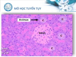 MÔ HỌC TUYẾN TỤY
 