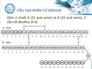 CẤU TẠO PHÂN TỬ INSULIN
Gồm 2 chuỗi A (21 acid amin) và B (32 acid amin), 3
cầu nối disulfua (S-S).
 