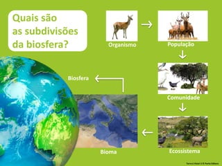 Bioma
Organismo População
Ecossistema
Comunidade
Biosfera
Quais são
as subdivisões
da biosfera?
Terra à Vista! 5 © Porto Editora
 