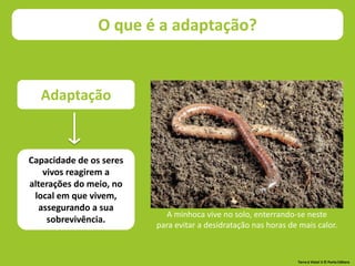 Adaptação
Capacidade de os seres
vivos reagirem a
alterações do meio, no
local em que vivem,
assegurando a sua
sobrevivência.
A minhoca vive no solo, enterrando-se neste
para evitar a desidratação nas horas de mais calor.
O que é a adaptação?
Terra à Vista! 5 © Porto Editora
 